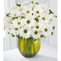 White Daisies in A Vase